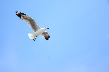 seagull in flight