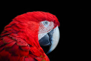 Fototapeta premium red and yellow macaw