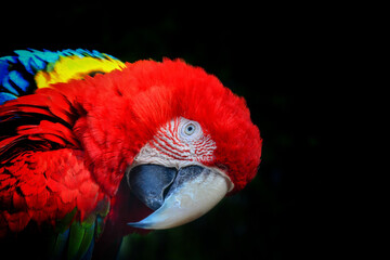 red and yellow macaw © Siri.P