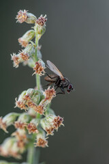 Exotic Drosophila Fly Diptera Parasite Insect Macro