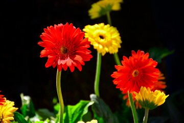 red and yellow flowers