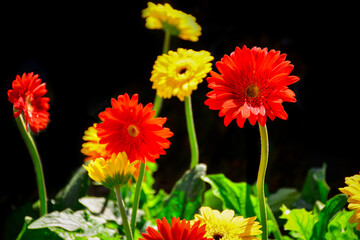 red and yellow flowers
