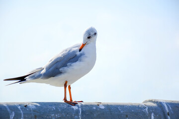 seagull on the pier