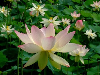 京都　天龍寺で撮った蓮の花