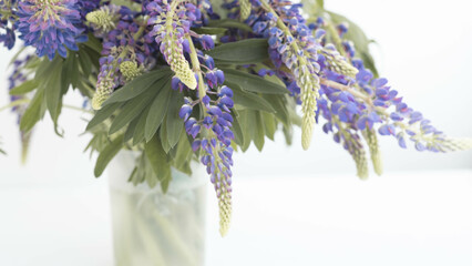 purple lupins flowers on white background with place for text