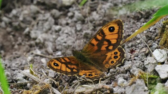 Wall Brown Resting on Gravel