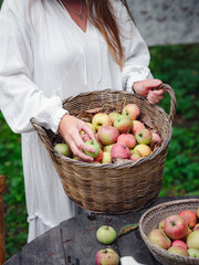 middle-aged woman in white dress picks apples in big basket in the garden. Autumn harvest festival, agriculture and gardening, thanksgiving. Warm atmosphere, natural eco-friendly products