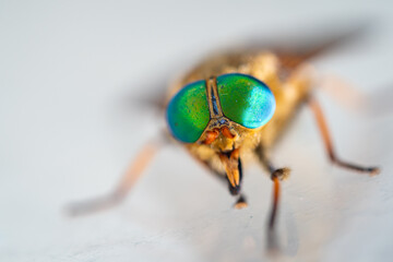 Super close up on horse fly eyes