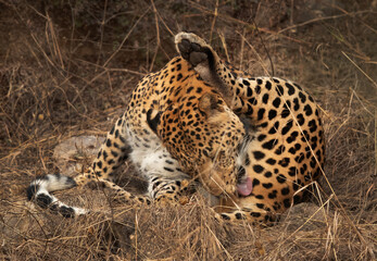 Leopard leaking and cleaning its body at Jhalana National Reserve, Jaipur