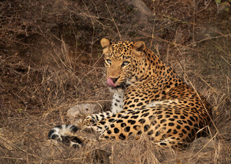 Portrait of a Leopard at Jhalana National Reserve, Jaipur