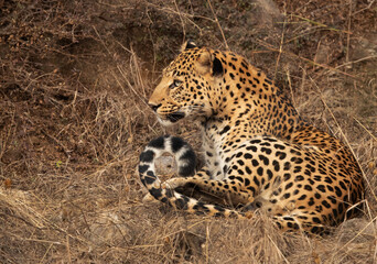 Closeup of a Leopard at Jhalana National Reserve, Jaipur