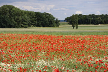 Poppy meadow on a Country road