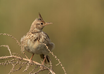Portrait of a Crested Lark perched on a bush, Bahrain
