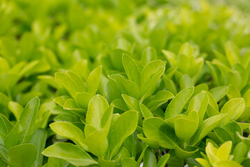 euonymus japonicus or japanese euonymus green shrub plant background