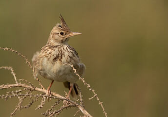 Closeup of a Crested Lark perched on a bush, Bahrain