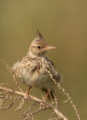 Closeup of a Crested Lark perched on a bush, Bahrain