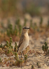 Isabelline Wheatear at Hamala, Bahrain