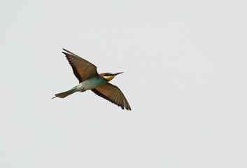 European bee-eater in flight, Bahrain