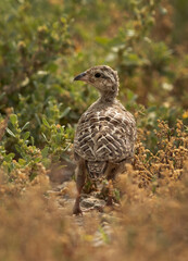 A Grey francolin chick on green, Bahrain