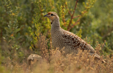 Grey francolin at Hamala, Bahrain