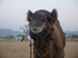 Camel Face Close up. camel is long neck animal