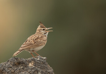 Crested Lark perched on a rock calling, Bahrain