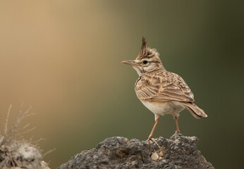 Crested Lark perched on rock, Bahrain