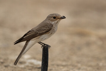 Spotted Flycatcher with a fly catch, Bahrain