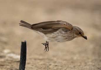 Spotted Flycatcher catching fly at Asker marsh