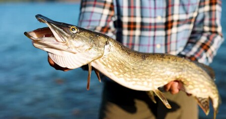 fisherman holding big pike fish in hands on lake background