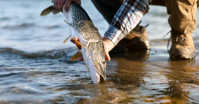 fisherman taking out big pike fish from water