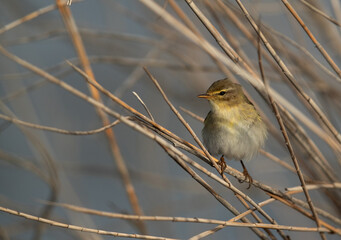 Common Chiffchaff perched on reed at Askler marsh, Bahrain