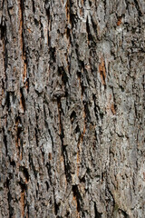 Caucasian wingnut (Pterocarya pterocarpa) tree bark texture