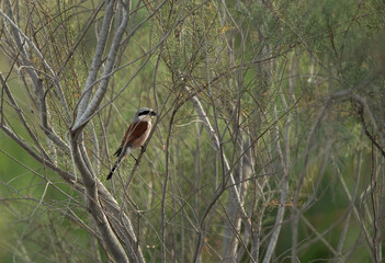 Red-tailed Shrike in its habitat at Asker marsh, Bahrain