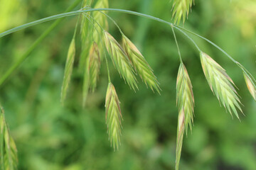 左から右に伸びているイヌムギの茎と下向きの複数の小穂のアップ