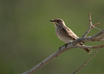 Spotted Flycatcher perched on a tree at Asker marsh