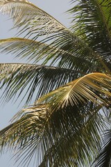 palm tree in the wind
