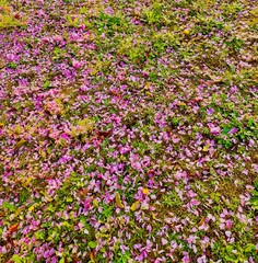 Fototapeta premium 八重桜の花びらの絨毯