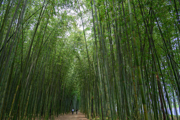 空を覆い尽くすような深い竹林の散歩道