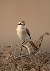 Red-tailed Shrike perched on bush, Bahrain