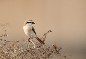 Closeup of a Red-tailed Shrike, Bahrain
