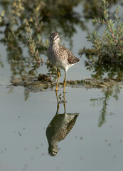 Wood Sandpiper and dramatic reflection at Hamala, Bahrain