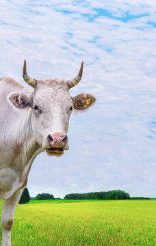 the head of a white cow looks into the camera
