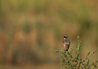 Whinchat perched on bush with green backdrop, Bahrain