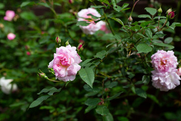 Pink roses in the garden of pink roses.