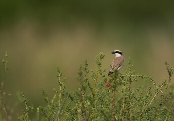 Red-tailed Shrike perched on green, Bahrain