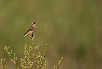 A female Whinchat perched on green, Bahrain