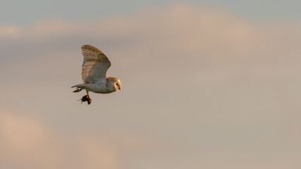 Western barn owl (Tyto alba) carries prey back to its nest on a spring evening. Beautiful raptor...