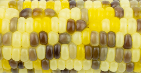Closeup of ripe multicolor motley corns, with yellow, white and brown or purple color isolated on...