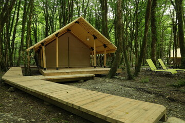 glamping in the green forest, camping in a tent